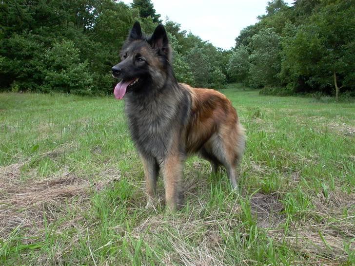 Tervueren Nanna billede 3