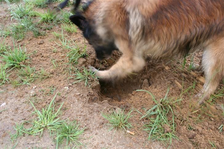 Tervueren Nanna billede 4