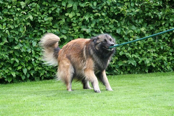 Tervueren Nanna billede 5