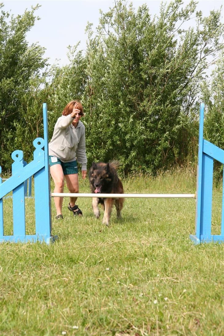 Tervueren Nanna billede 6