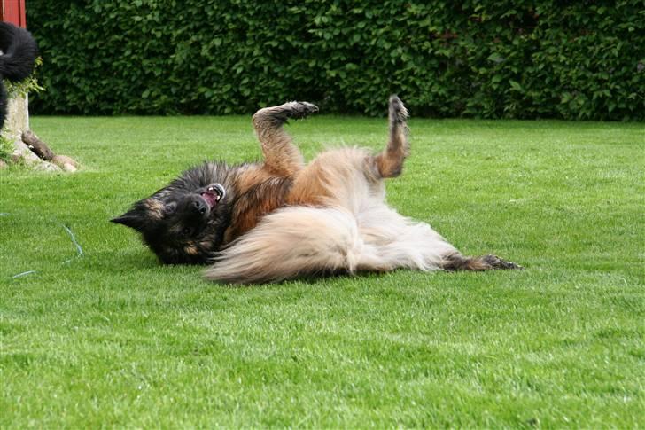 Tervueren Nanna billede 7