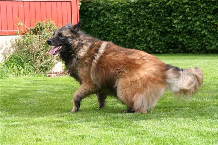 Tervueren Nanna billede 8