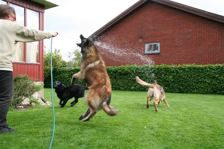 Tervueren Nanna billede 9