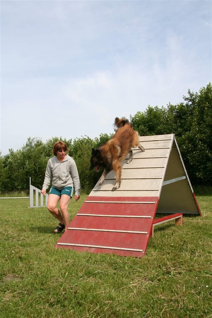 Tervueren Nanna billede 10