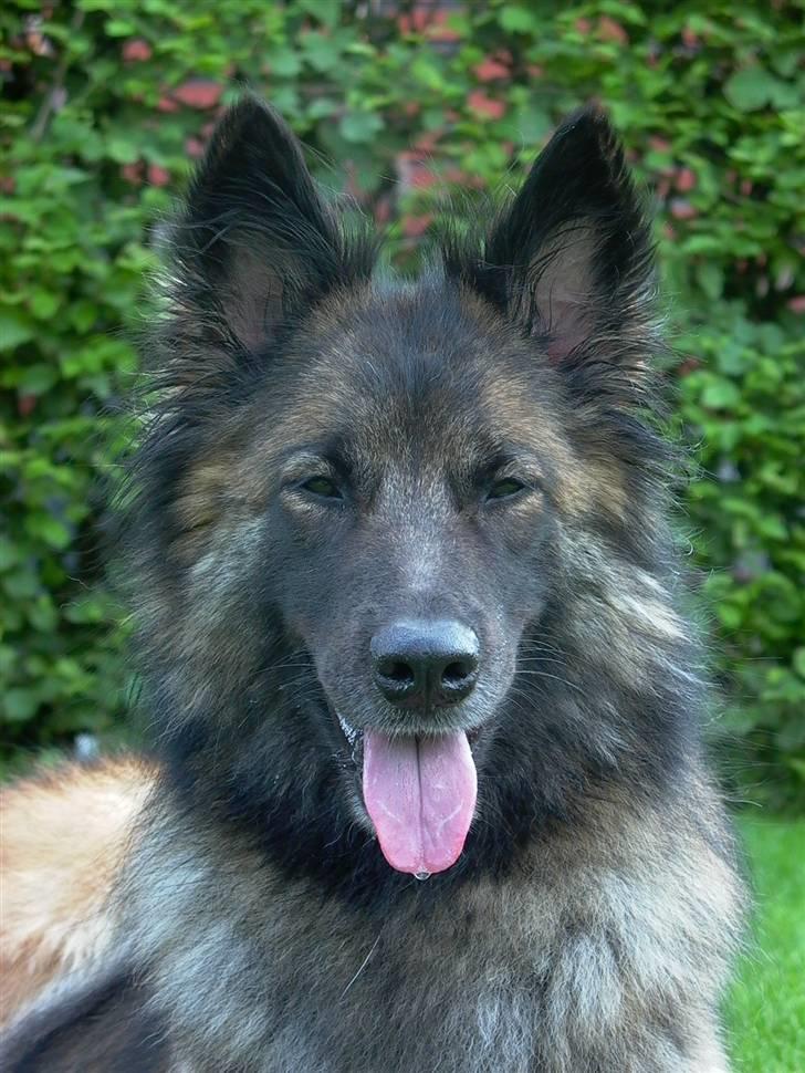 Tervueren Nanna billede 11