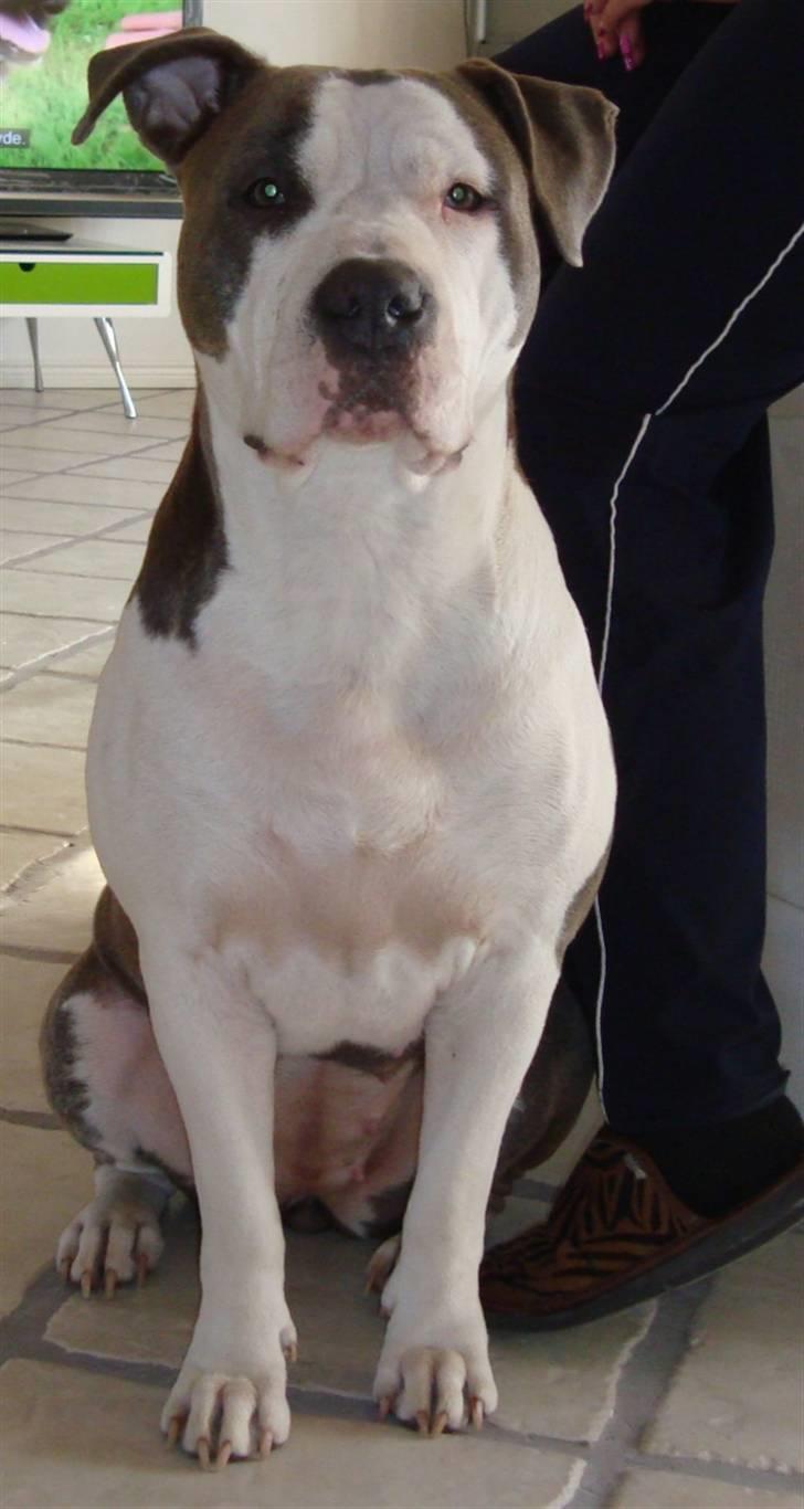 Amerikansk staffordshire terrier Bea - September 09 billede 1