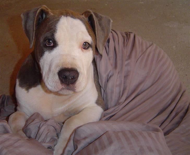 Amerikansk staffordshire terrier Bea - Bea putter i vasketøjet billede 3