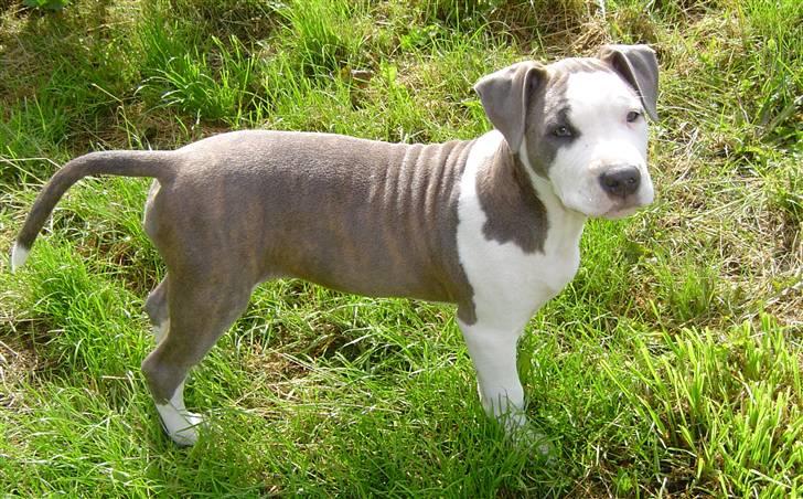 Amerikansk staffordshire terrier Bea - Bea i haven billede 4