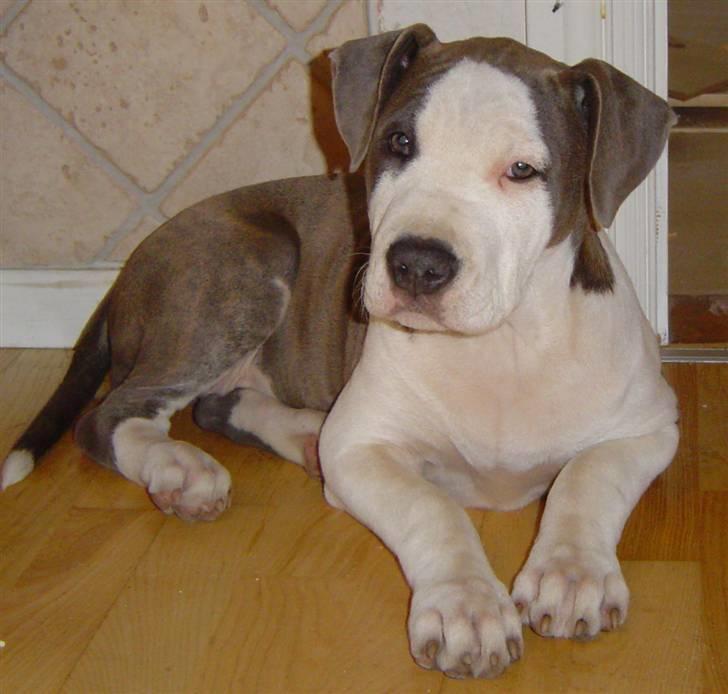 Amerikansk staffordshire terrier Bea billede 5