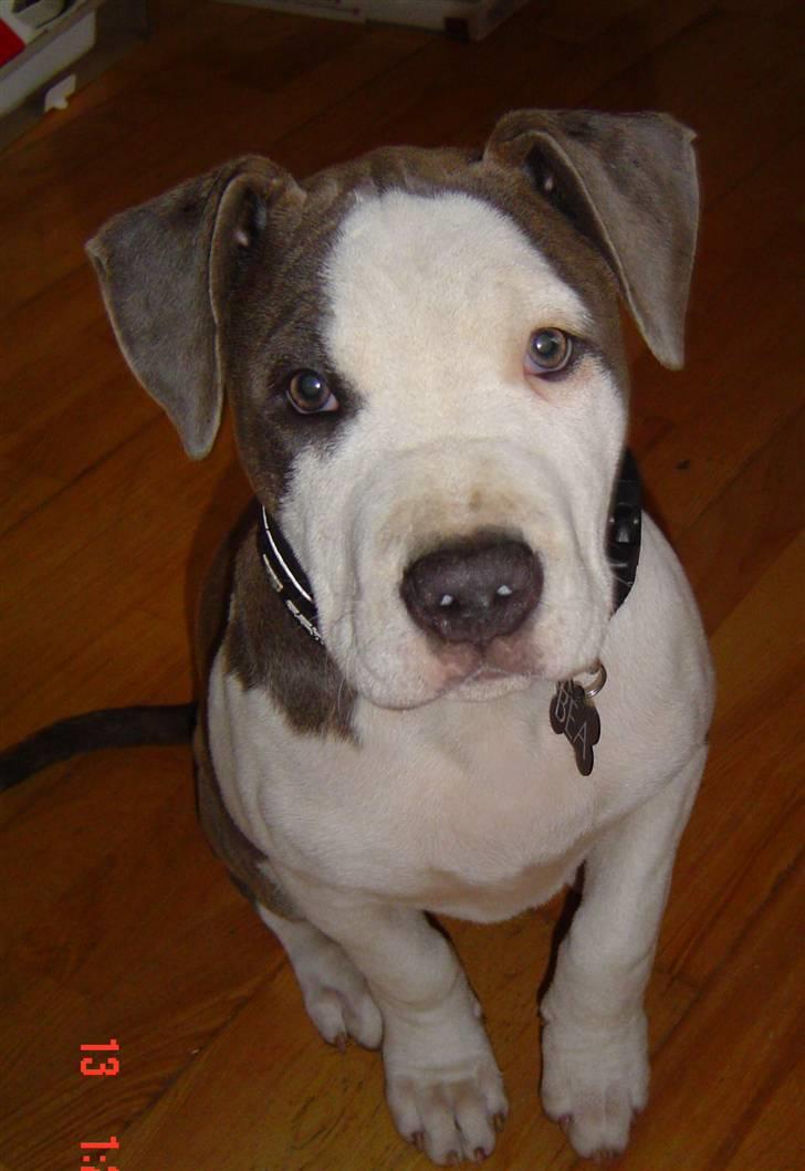 Amerikansk staffordshire terrier Bea billede 6