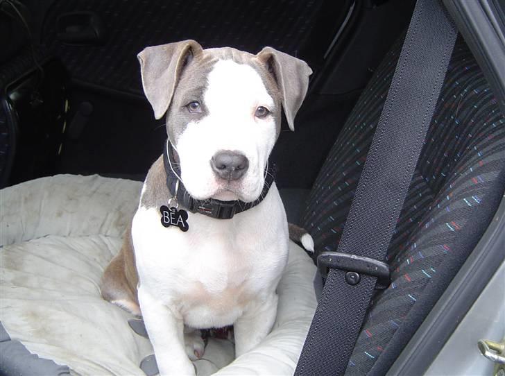 Amerikansk staffordshire terrier Bea - Bea i bilen billede 7
