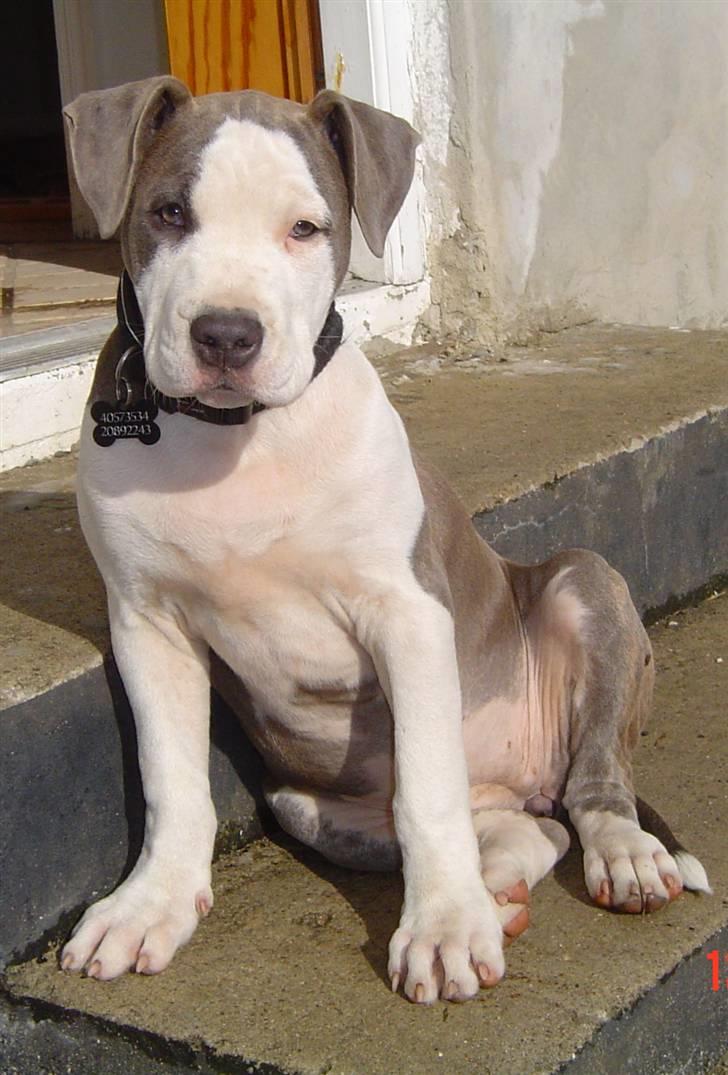 Amerikansk staffordshire terrier Bea - Bea på trappen billede 8