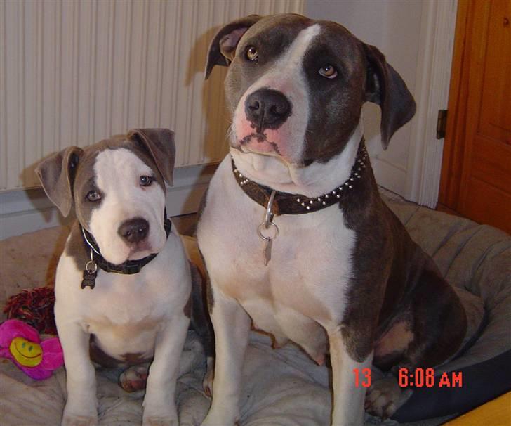 Amerikansk staffordshire terrier Bea - Bea med sin mor billede 9