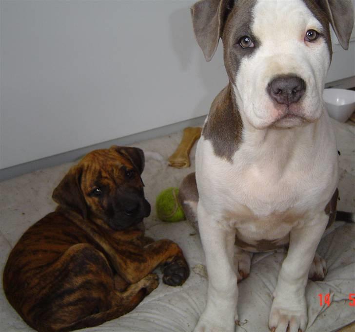 Amerikansk staffordshire terrier Bea - Bea og Nala billede 10