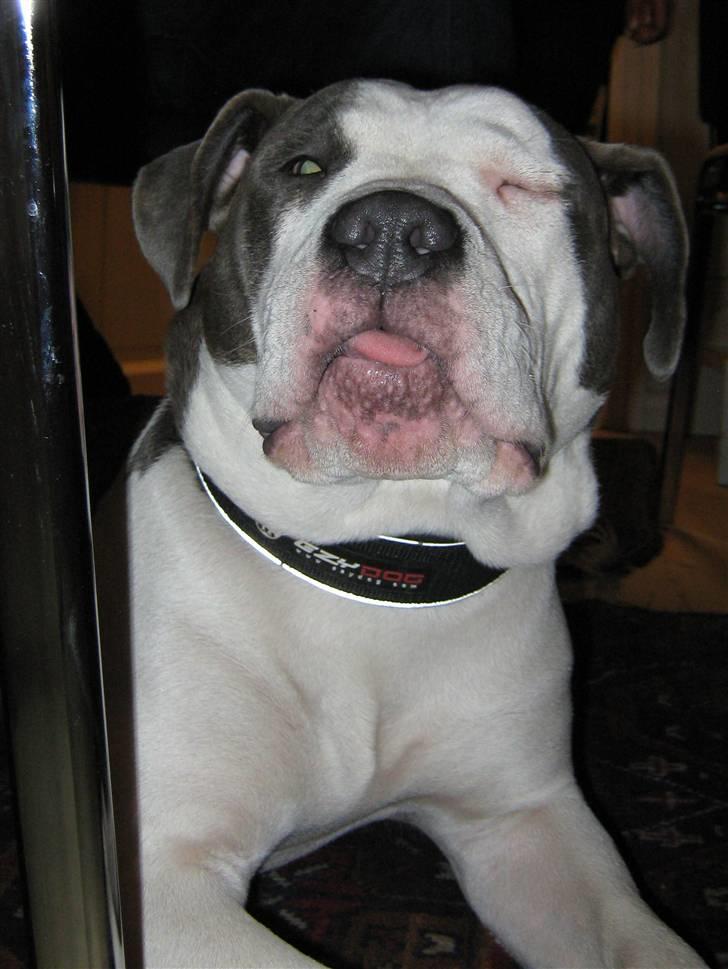 Amerikansk staffordshire terrier Bea - Fjollehoved!! :) billede 11