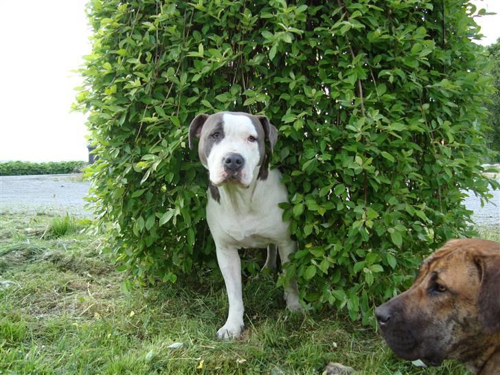 Amerikansk staffordshire terrier Bea - Maj 09 billede 12