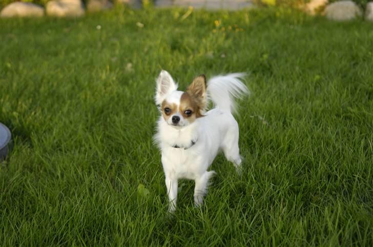 Chihuahua Birkedals Mickey R.I.P - Jeg er en lille fis. Vi ses næste gang :) billede 14