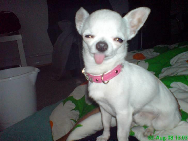 Chihuahua Thorvald billede 1