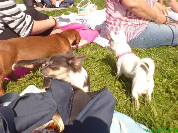 Chihuahua Thorvald - chihuahua træf i Rønne/ første gang. billede 2