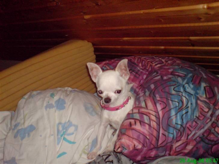 Chihuahua Thorvald billede 3