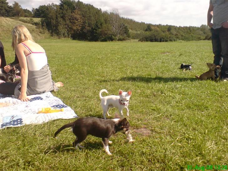 Chihuahua Thorvald - chihuahua træf i Rønne/ første gang. billede 4