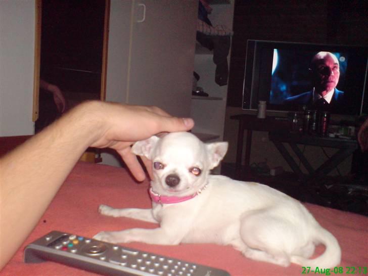 Chihuahua Thorvald billede 5