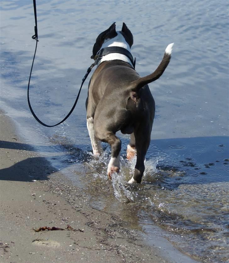 Amerikansk staffordshire terrier Odin alias Hr. Holm - I vandet med snor....øv... skod turister billede 10