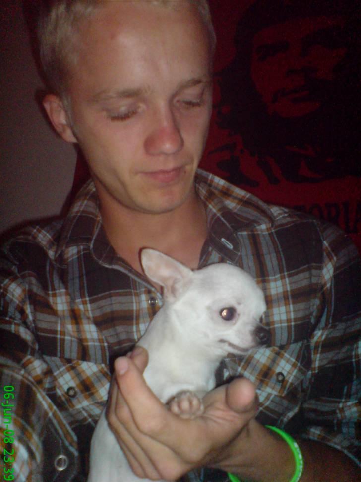 Chihuahua Thorvald - Det første møde men min lille Thorvald.. eller hvad han nu hed, han har så mange navne. billede 6