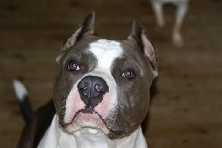 Amerikansk staffordshire terrier Odin alias Hr. Holm - Elsker vand..... billede 11
