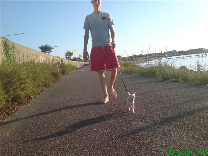 Chihuahua Thorvald - Thorvalds ven hr. hansen som kommer meget ofte hjemme hos mig.. billede 7