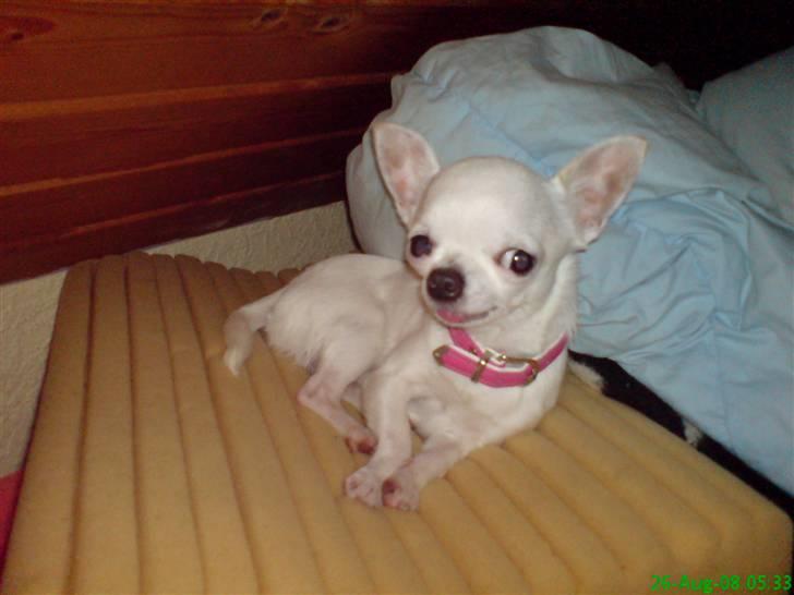 Chihuahua Thorvald - skolefoto billede 8