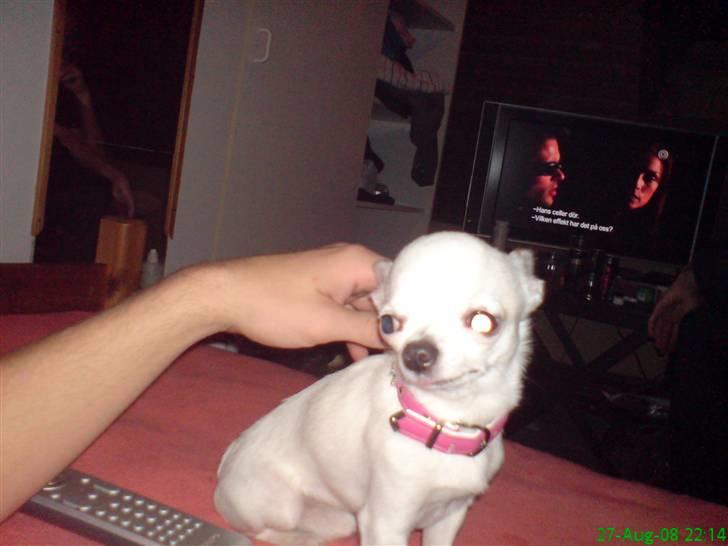 Chihuahua Thorvald billede 9