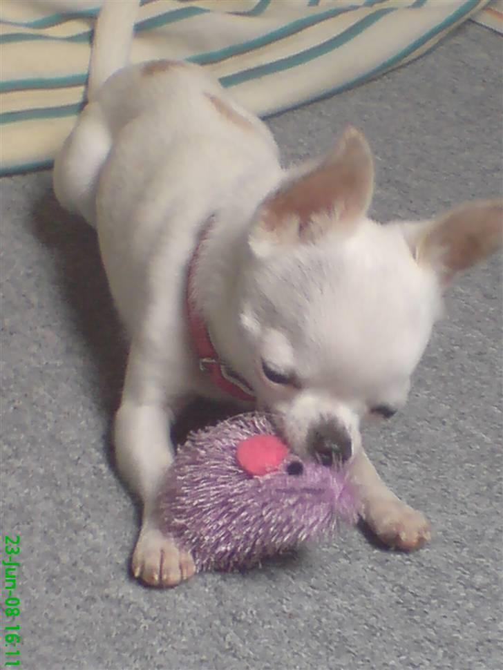 Chihuahua Thorvald - han leger med sin mus. billede 10