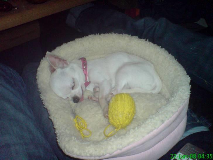 Chihuahua Thorvald - han luller..<3 billede 11