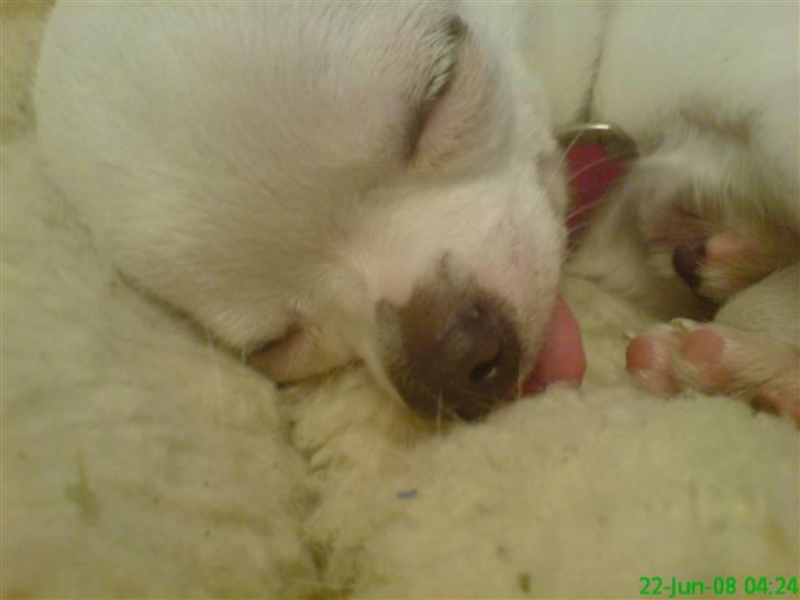 Chihuahua Thorvald - tungen:D billede 12