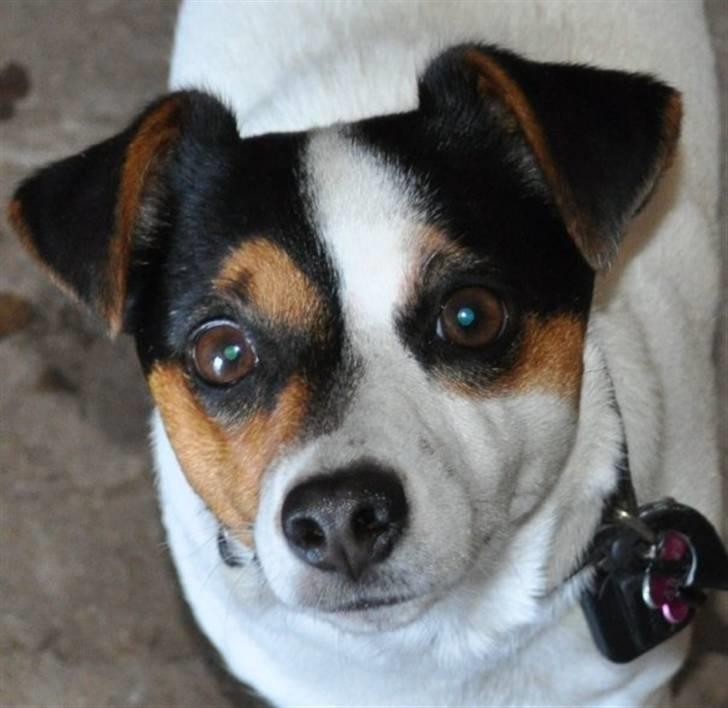 Jack russell terrier  * Fine * - » welkommen til Fine´s profil. Læg gerne en kommentar og smid en bedømmelse (: billede 1