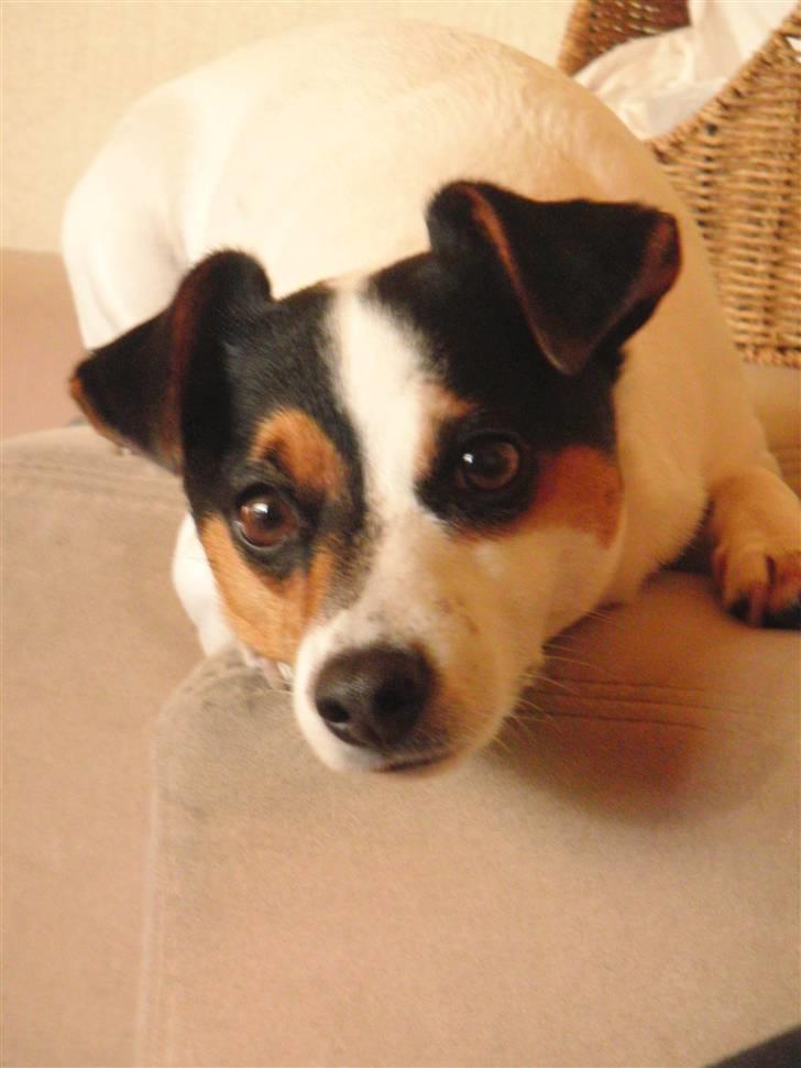 Jack russell terrier  * Fine * - min prinsesse. :* billede 2