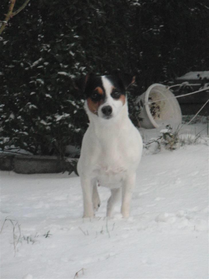 Jack russell terrier  * Fine * - vinter, 2010. billede 3