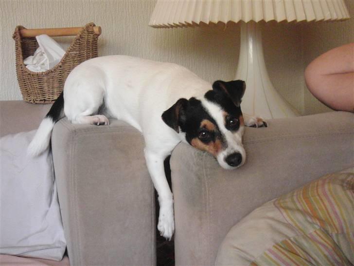 Jack russell terrier  * Fine * - skøøøøøn liggeplads.. ;) billede 4