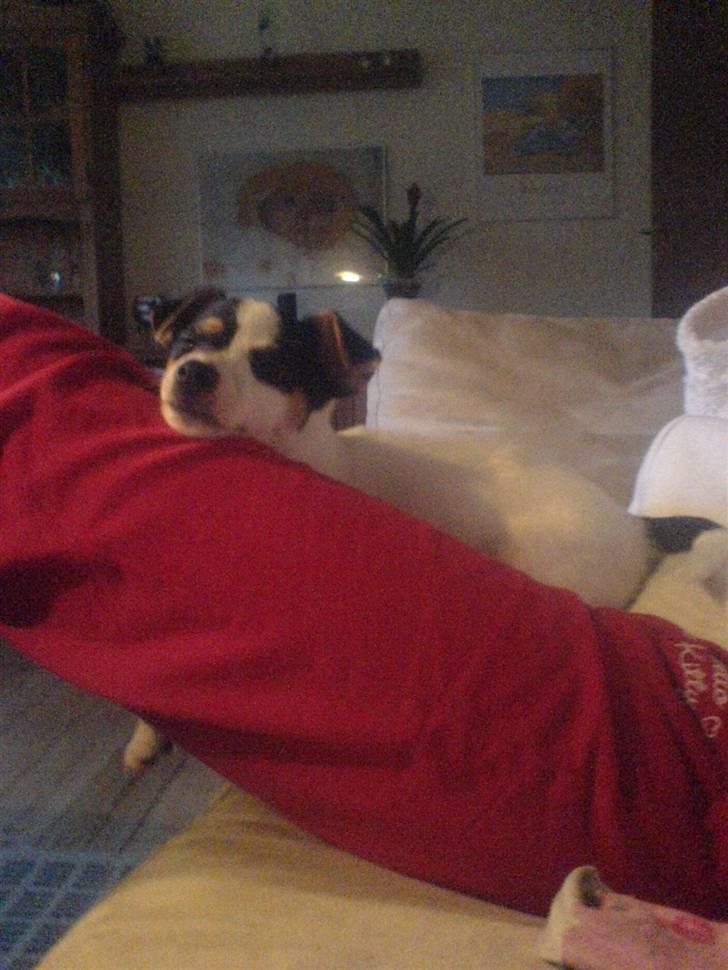 Jack russell terrier  * Fine * - lidt afslapning og hygge ;) billede 5