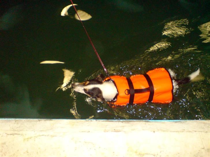 Jack russell terrier  * Fine * - ude og svømme :) billede 6