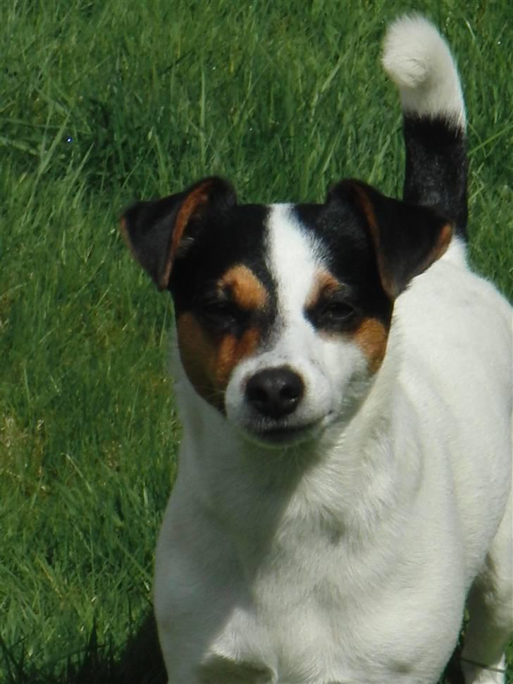 Jack russell terrier  * Fine * - .(´: <33 billede 7