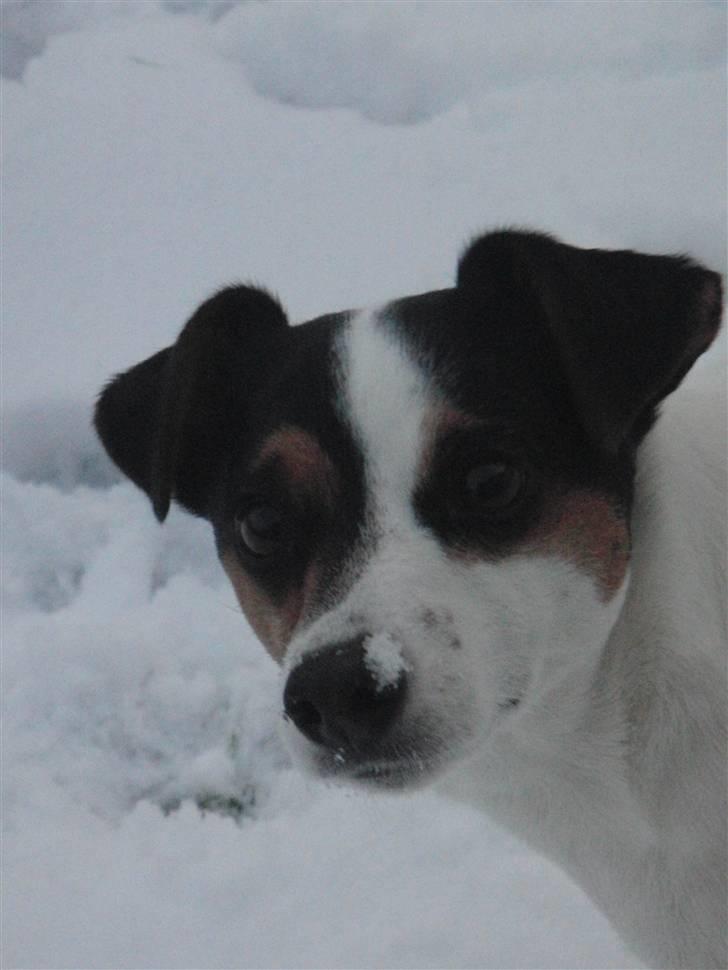 Jack russell terrier  * Fine * - vinter, 2010. billede 8