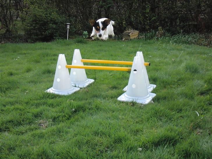 Jack russell terrier  * Fine * - - she can jump! billede 9