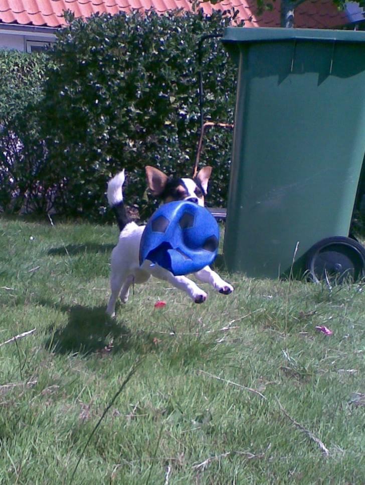 Jack russell terrier  * Fine * - lidt gammelt billede - men er hun ikke bare sød?(: billede 10