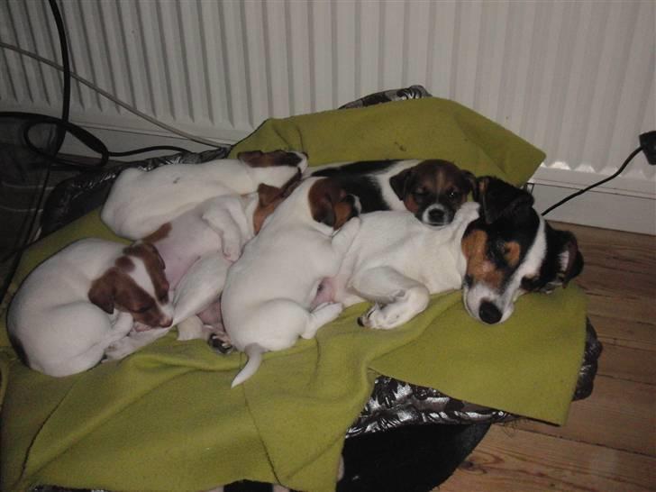 Jack russell terrier  * Fine * - hygge. billede 11