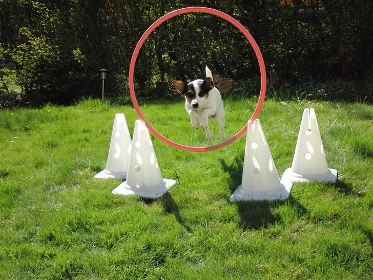 Jack russell terrier  * Fine * - springtræning i haven. billede 12