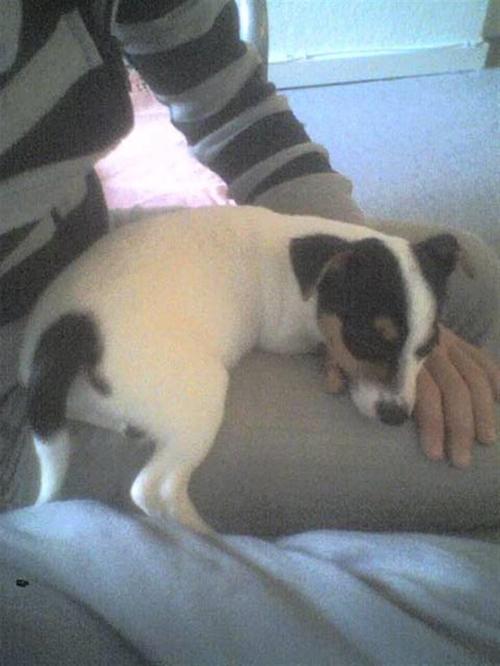 Jack russell terrier  * Fine * - - Fine som hvalp. billede 13