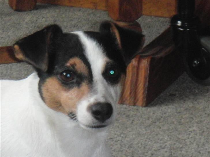 Jack russell terrier  * Fine * - kønne kønne hund! billede 14