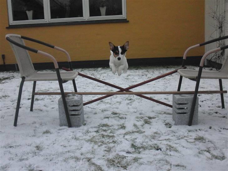 Jack russell terrier  * Fine * - min skønne skønne hund!:) billede 15